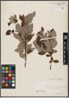 Foto von Salix aurita L. x Salix caprea L.